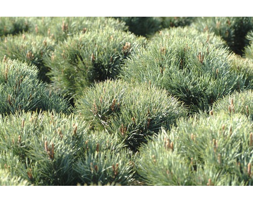 Gros plan de pins nains dans un parterre de jardin.