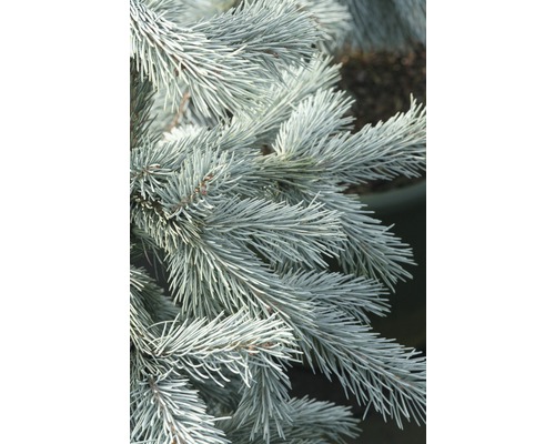 Nahaufnahme von Zweigen einer Blaufichte