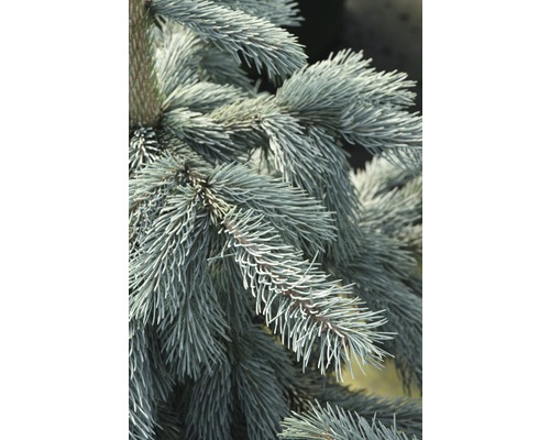 Detailaufnahme von Zweigen einer Blaufichte