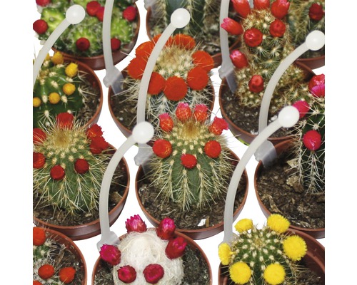 Verschiedene blühende Kakteen in Töpfen