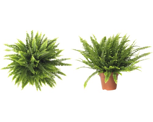 Deux fougères vertes, une en pot et une vue plongeante.