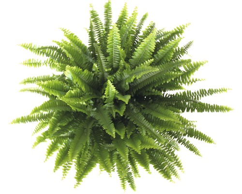 Vue de dessus d''une fougère verte