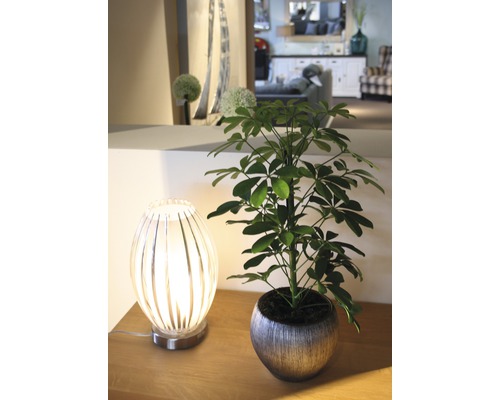 Arrangement décoratif avec plante d''intérieur en pot et lampe de table