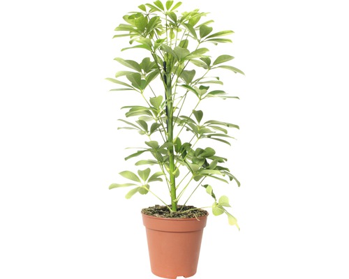 Arbre ombrelle FloraSelf Schefflera arboricola 'Nora' H 45-55 cm pot de Ø 13 cm