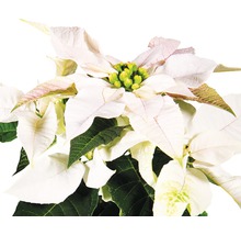 Poinsettia à feuilles blanches