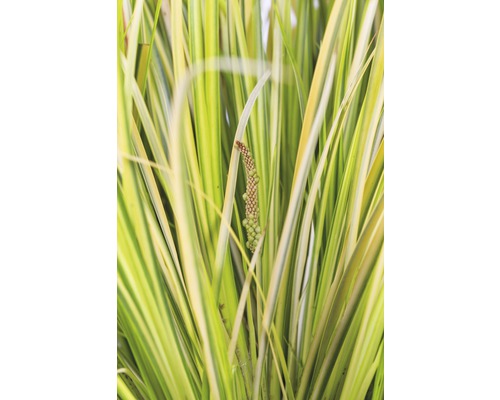 Feuilles et inflorescences d''une plante de jardin