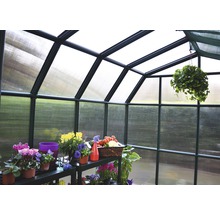 Innenansicht eines Gewächshauses mit Pflanzenregal und verschiedenen Blumen