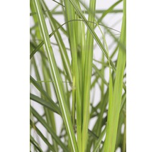 Roseau de Chine FloraSelf Miscanthus sinensis 'Ferner Osten' h 10-80 cm Co 3 l