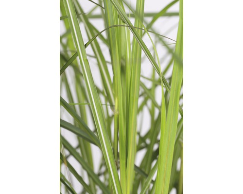 Gros plan d''herbe ornementale avec des feuilles