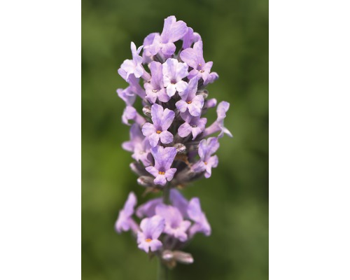 Gros plan d''une fleur de lavande