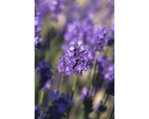 Gros plan de fleurs de lavande