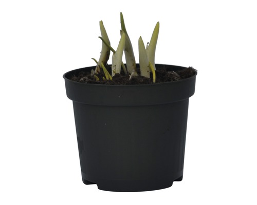 Jeune plante en pot