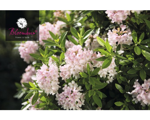 Rhododendron nain FloraSelf alternative au buis Rhododendron micranthum 'Bloombux' ® h 15-20 cm Co 2 l rose