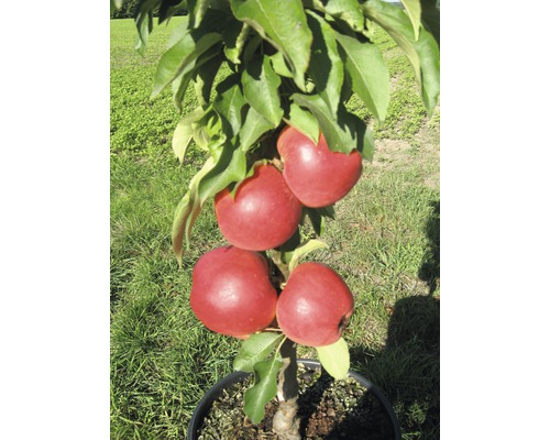 Pommier nain colonnaire bio FloraSelf Bio Malus Starline 'Red Crimson' h 60-80 cm Co 7,5 l