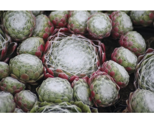 Nahaufnahme von mehreren Hauswurz Pflanzen