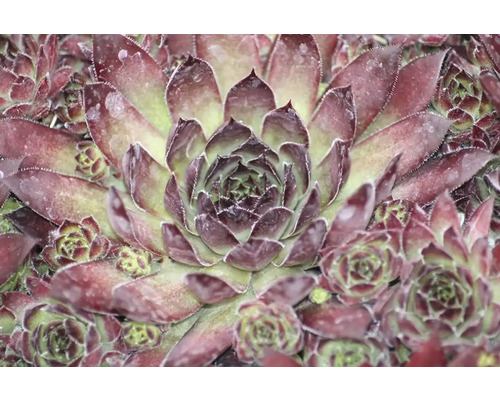 Nahaufnahme einer Hauswurz Pflanze