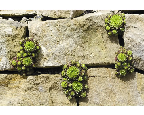 Hauswurz Pflanzen an einer Steinmauer