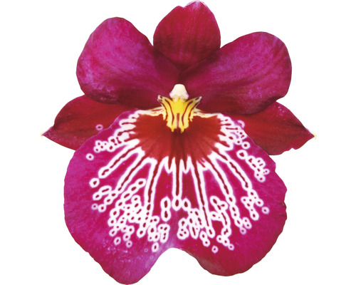 Unique fleur d''orchidée Miltoniopsis rose