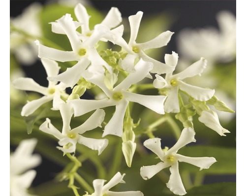 Jasmin étoilé FloraSelf Trachelospermum jasminoides H env. 75 cm pot 4 l touffu, beaucoup de boutons de fleurs