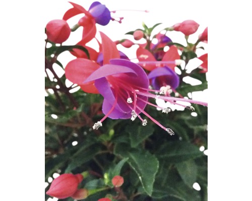 Fuchsienblüte Nahaufnahme