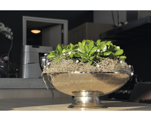 Plante décorative dans un pot métallique sur pied