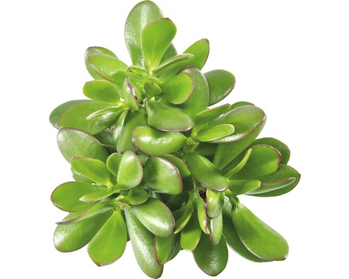 Plante grasse vue de dessus