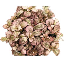 Fittonia plante d''intérieur en pot