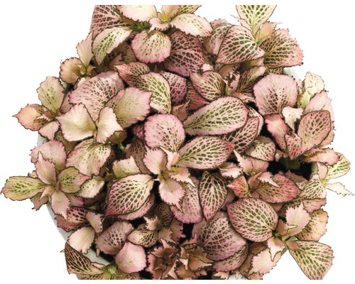 Fittonia Zimmerpflanze im Topf