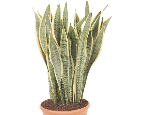 Sansevieria dans un pot en terre cuite