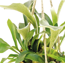 Plante suspendue corne d''élan avec feuilles vertes et corde de jute