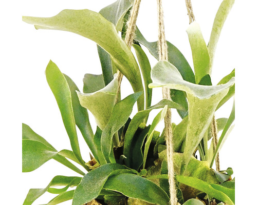 Plante suspendue corne d''élan avec feuilles vertes et corde de jute