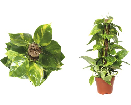 Plante d''intérieur Epipremnum aureum sur un bâton de mousse en pot, deux vues
