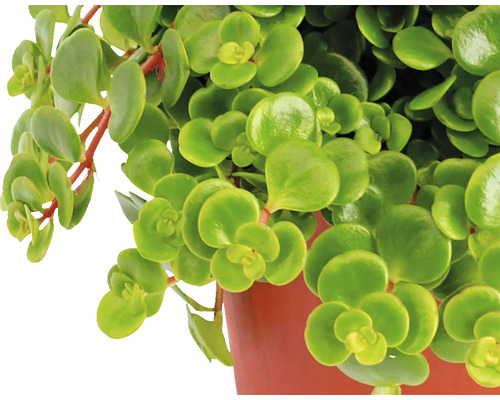 Geldbaum Zimmerpflanze im Topf