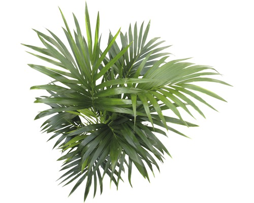 Vue de dessus d''une plante d''intérieur Areca