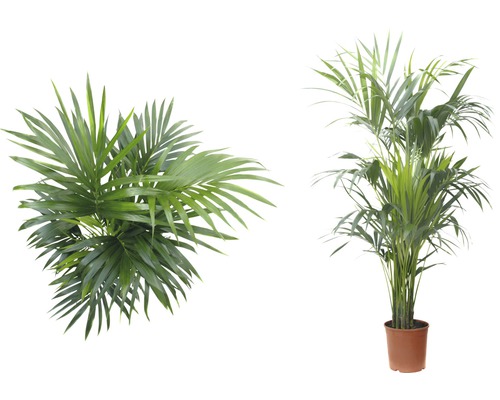 Deux palmiers Kentia en pot