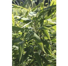 Plante de bambou avec des feuilles