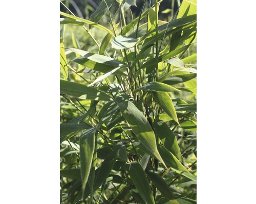 Plante de bambou avec des feuilles