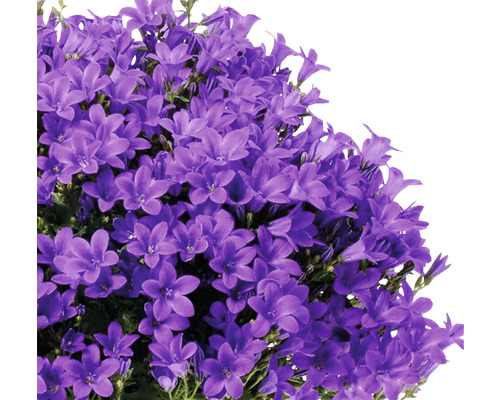 Gros plan d''une plante Campanula glomerata avec de nombreuses fleurs