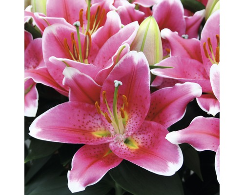 Gros plan de fleurs de lys roses