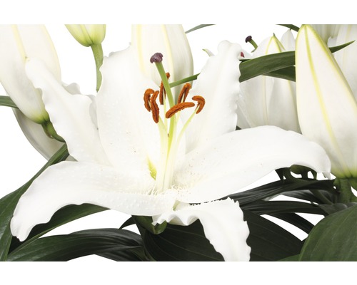 Gros plan de fleurs de lys blanches avec des feuilles