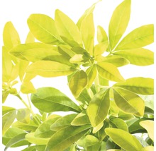 Schefflera Zimmerpflanze mit Blättern