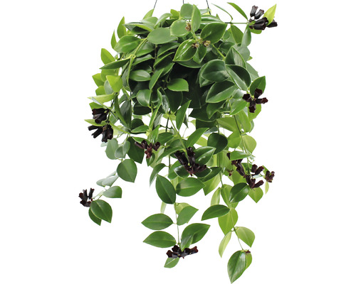 Hängepflanze mit grünen Blättern und dunklen Blüten