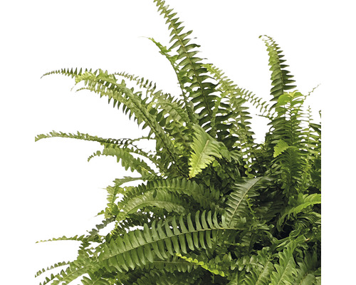 Fougère épée verte