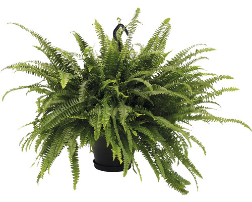 Fougère de Boston en suspension XXL FloraSelf Nephrolepis exaltata 'Green Lady' h 50-55 cm