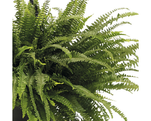 Plante suspendue avec fougère