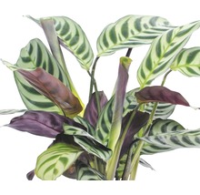 Marante FloraSelf Ctenanthe burle-marxii h 30-45 cm pot Ø 12 cm-thumb-1