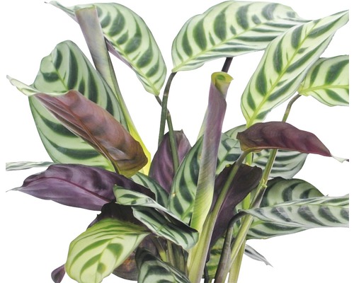 Plante priante à feuilles rayées comme plante d''intérieur