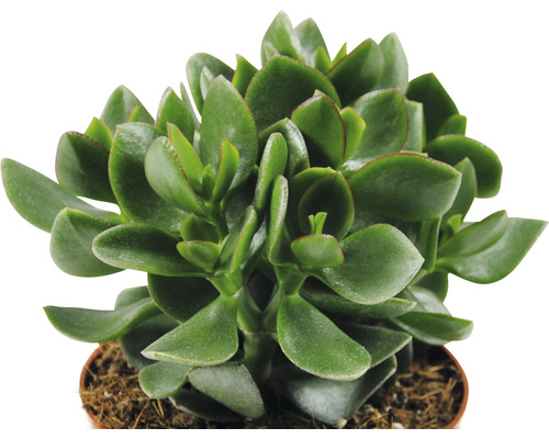 Plante d''intérieur arbre de Jade en pot