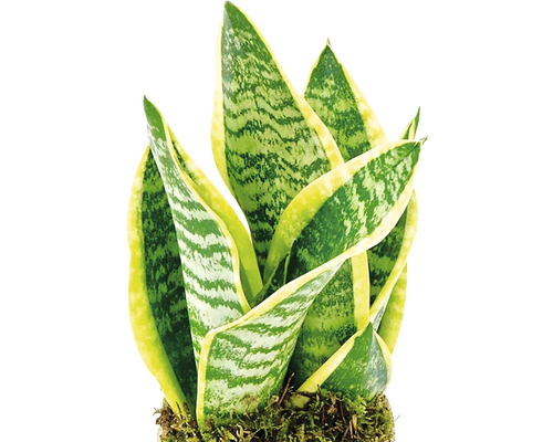 Sansevieria plante d''intérieur en pot