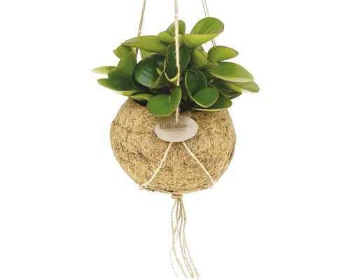 Plante kokedama suspendue avec suspension en ficelle.